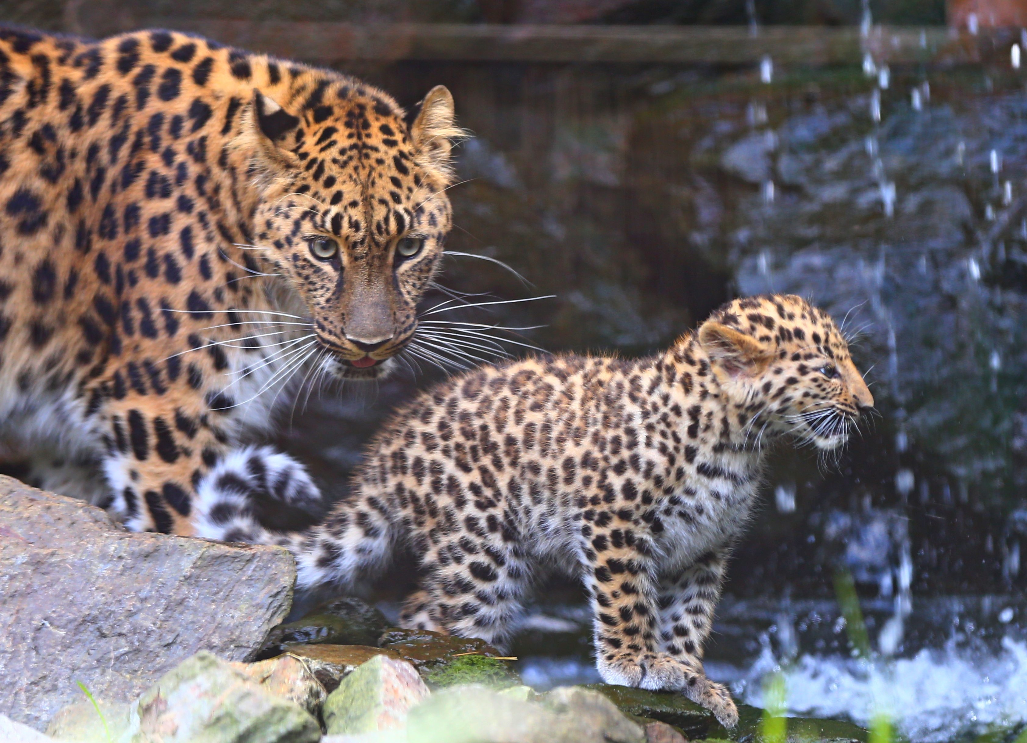 Wallpaper : animals, wildlife, big cats, whiskers, leopard, Jaguar ...